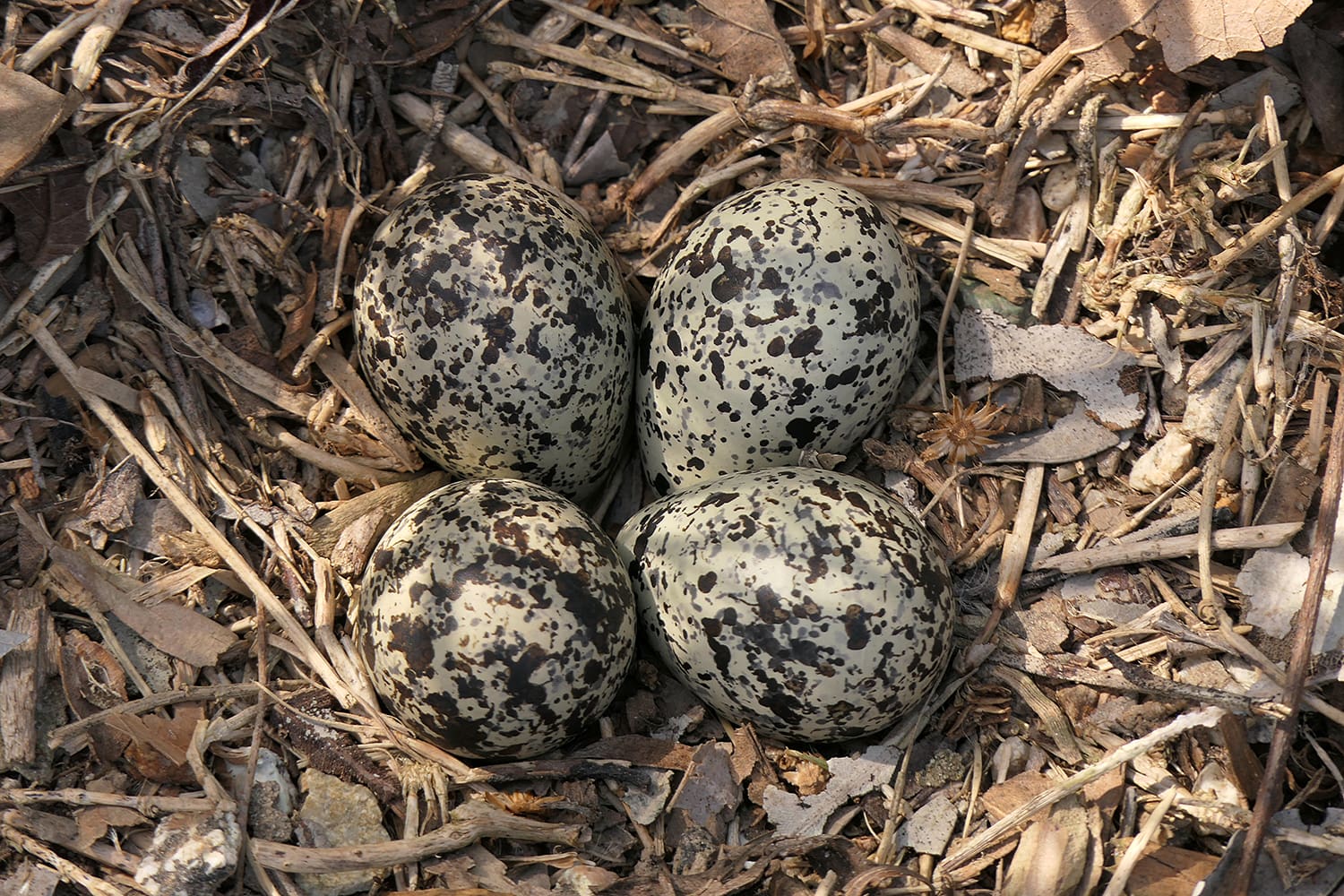 Killdeer Nest
