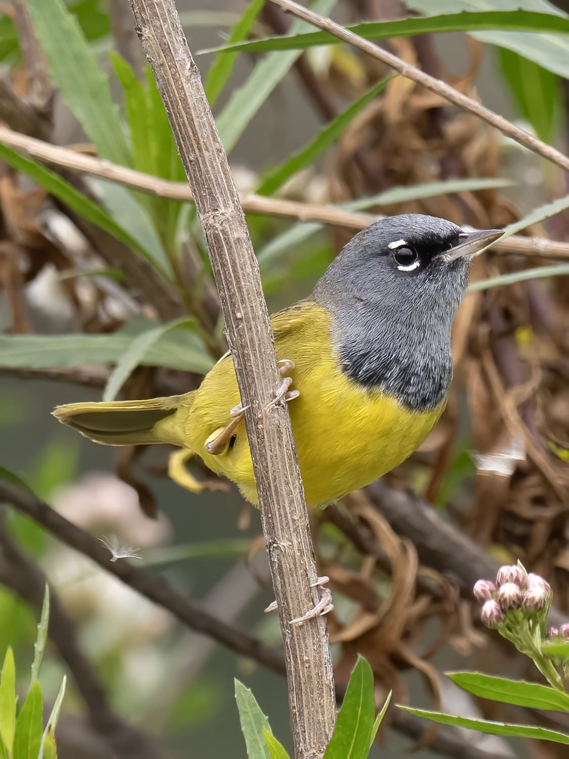 MacGillivray's Warbler