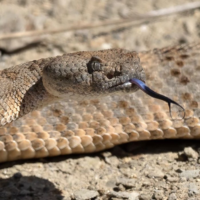 Crotalus mitchellii_Black Star Cyn_9-14-23_RAHamilton_3a Mark Bellini Rattlesnake