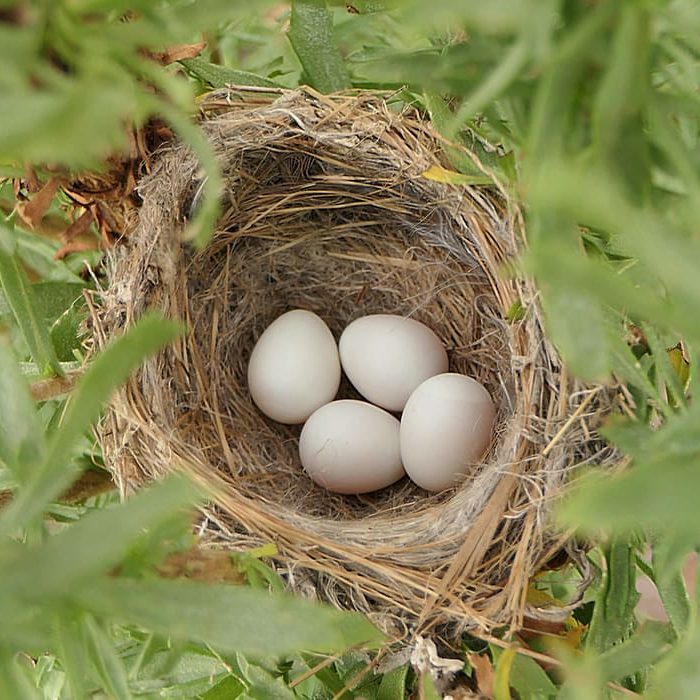 LEGO nest_Site 13_5-13-21_RAHamilton_1a Mark Bellini-2 Lesser Goldfinch Nest