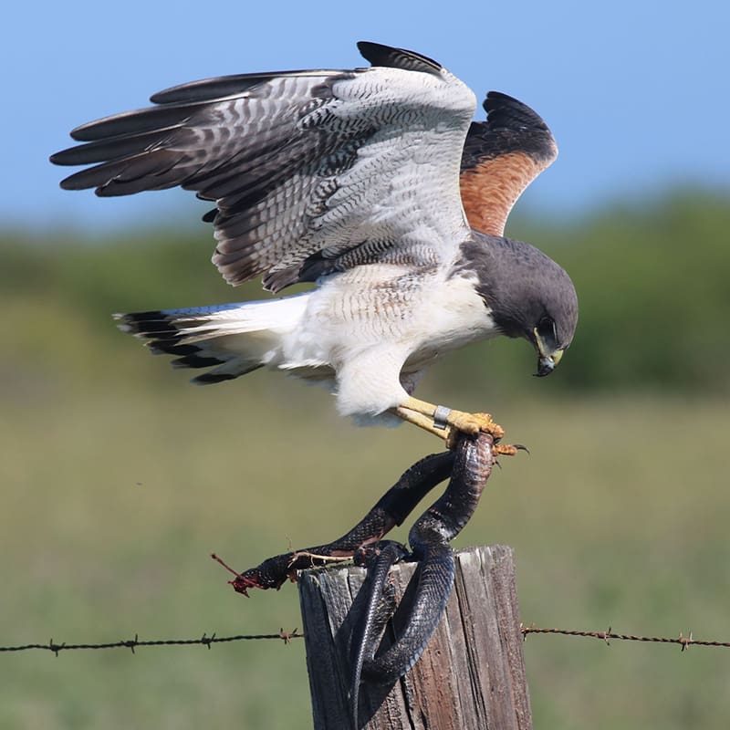 Raptors - White-tailed Hawk landing with Indigo Snake spread wings Raptors - White-tailed Hawk landing with Indigo Snake spread wings